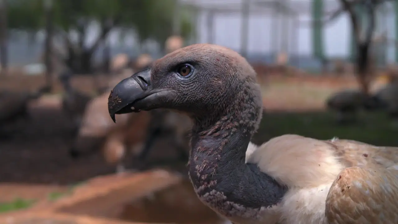 Animal Planet - How Do Animals Do That?