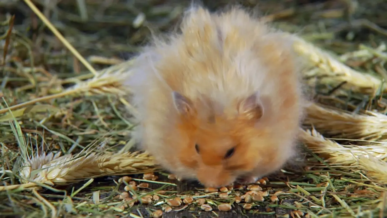 Animal Planet - How Do Animals Do That?