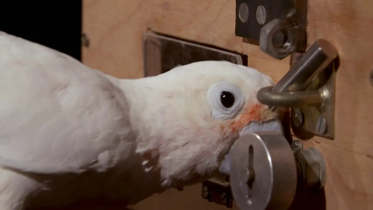How Do Animals Do That?