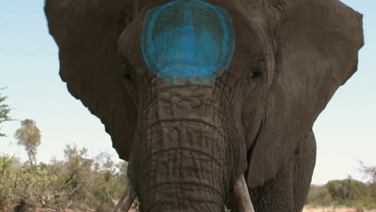 How Do Animals Do That?