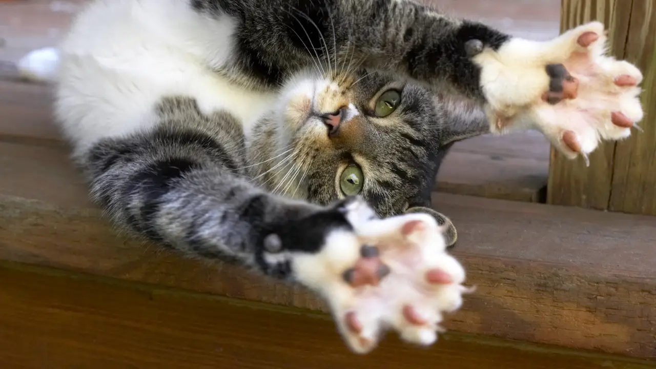 Animal Planet - How Do Animals Do That?