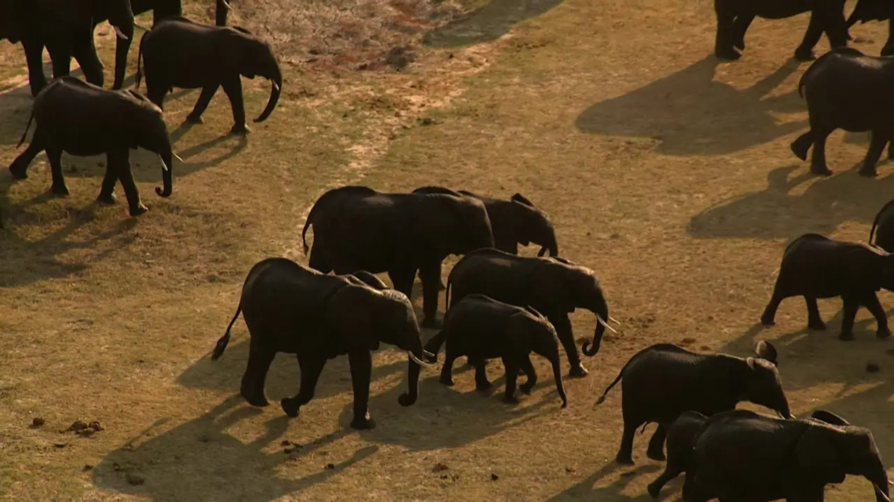 Animal Planet - How Do Animals Do That?