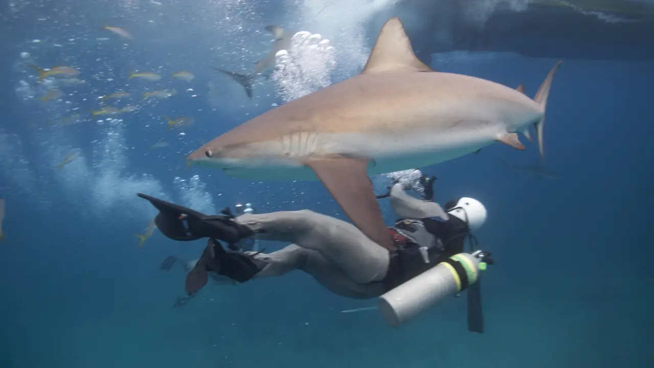 Animal Planet - How Sharks Hunt