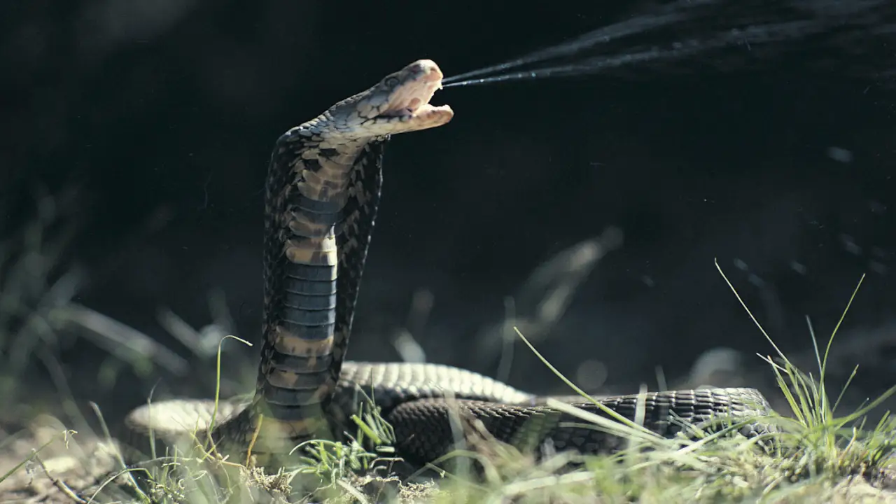 Animal Planet - I Was Prey