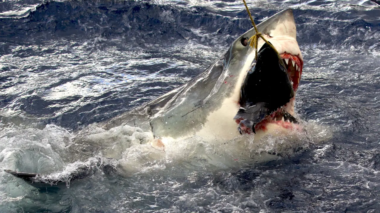 Animal Planet - Legend of Deep Blue