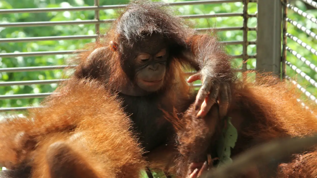 Animal Planet - Meet The Orangutans
