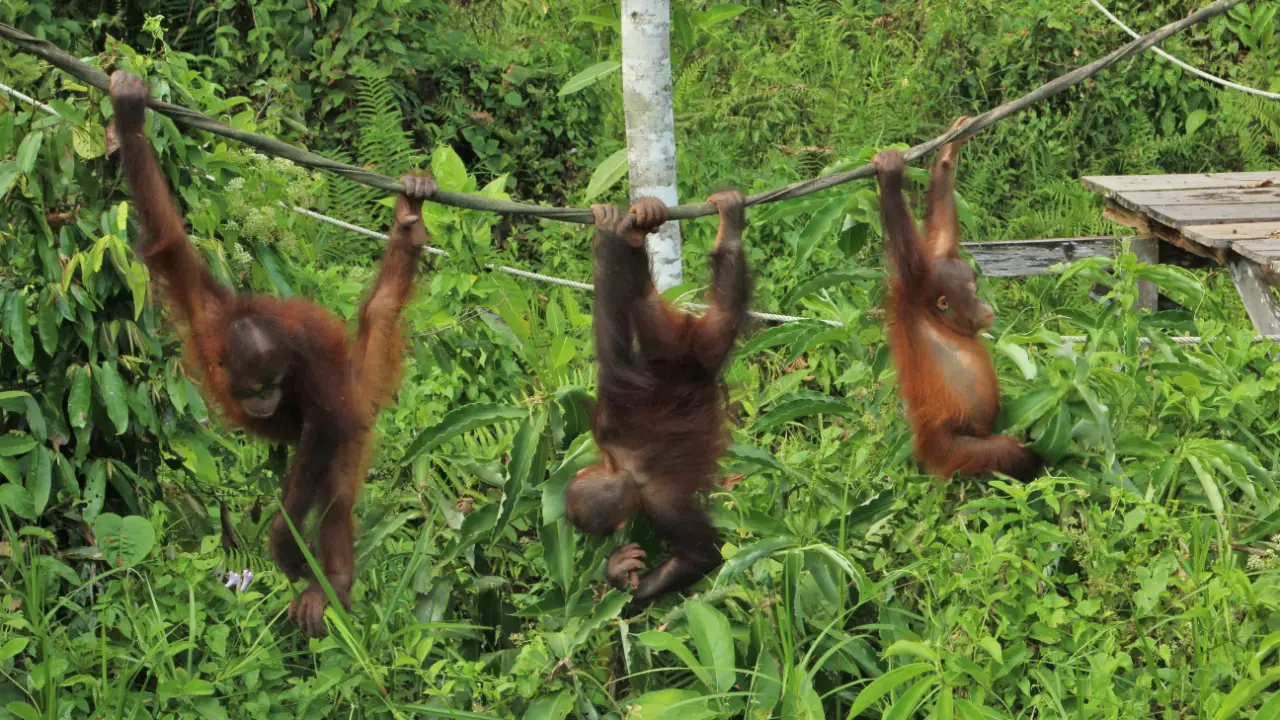 Animal Planet - Meet The Orangutans