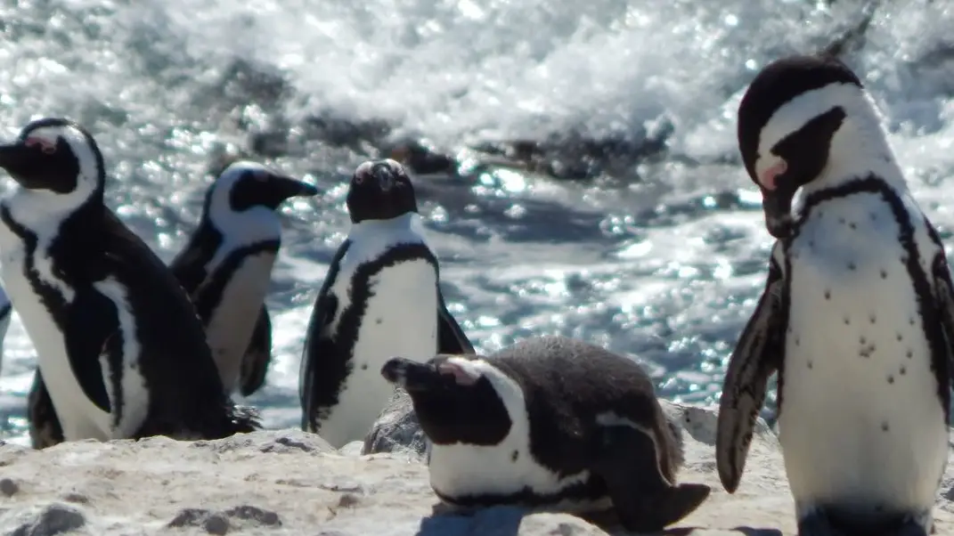 Animal Planet - Meet The Penguins