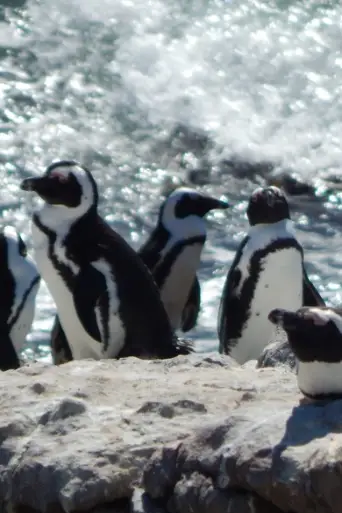 Bild från filmen Meet The Penguins