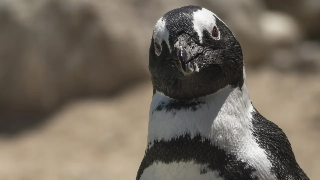 Animal Planet - Meet The Penguins