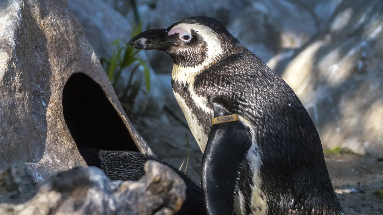 Meet The Penguins