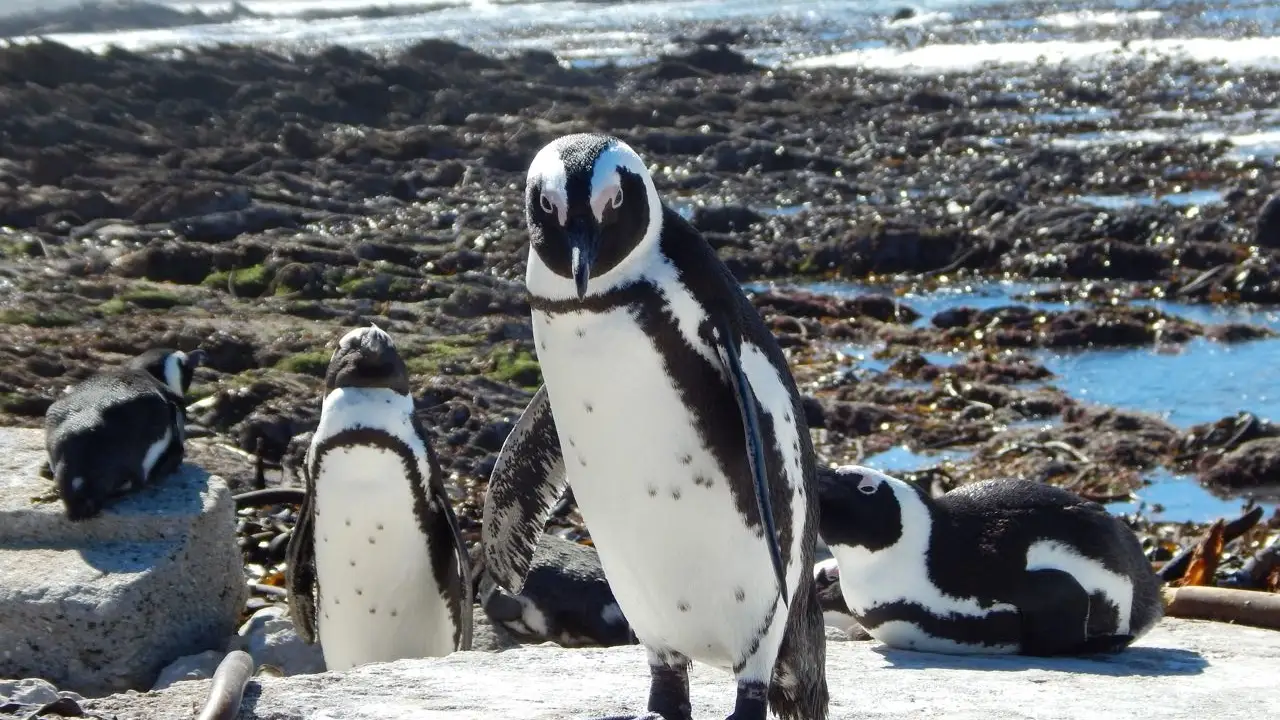 Meet The Penguins