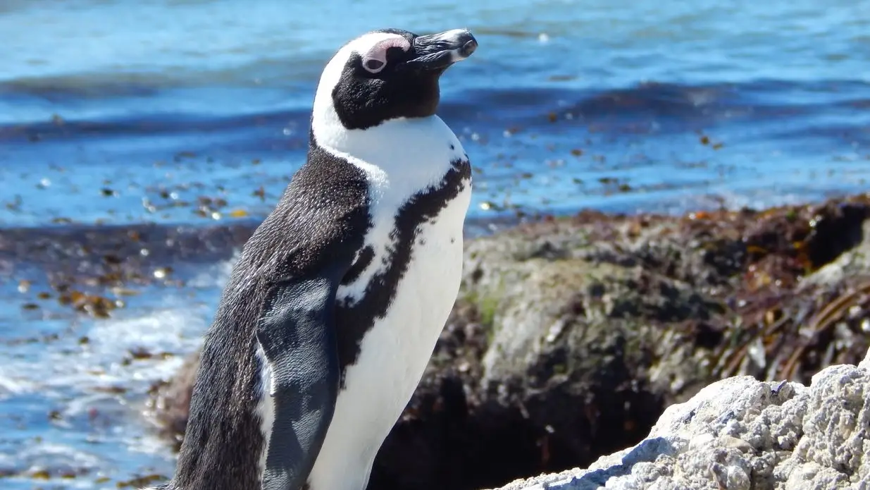 Animal Planet - Meet The Penguins