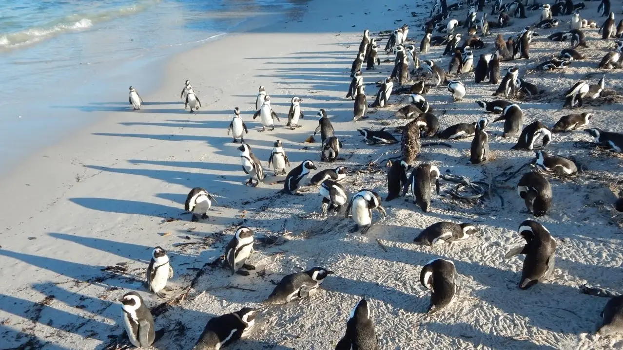 Animal Planet - Meet The Penguins
