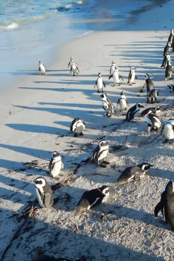 Bild från filmen Meet The Penguins