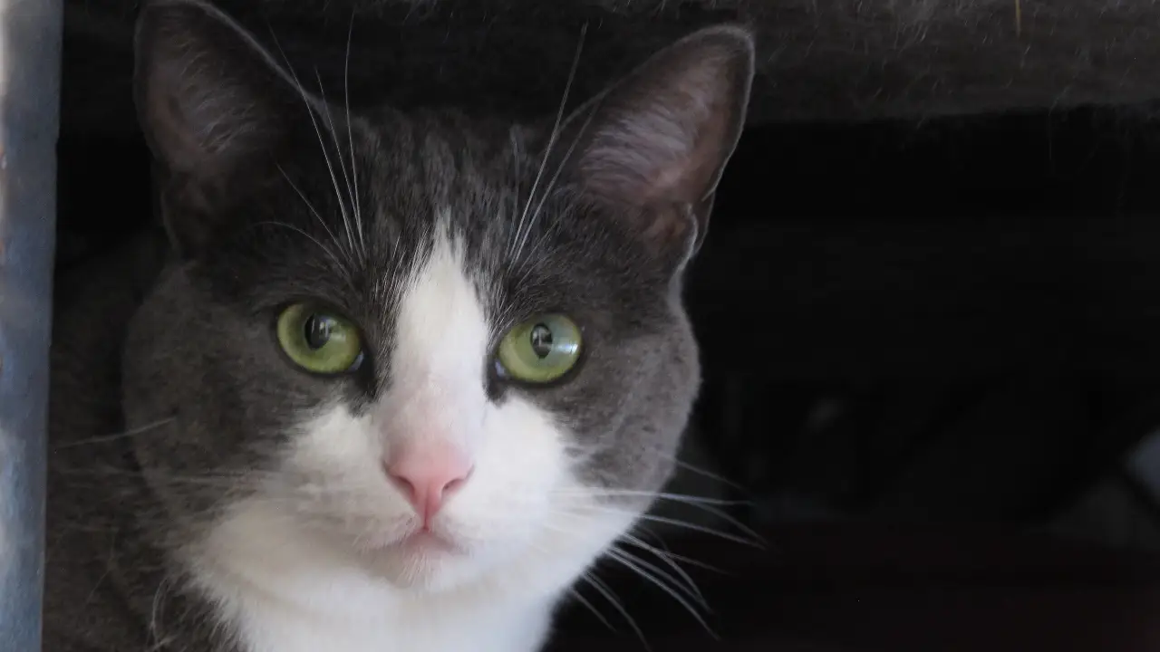 My Cat From Hell