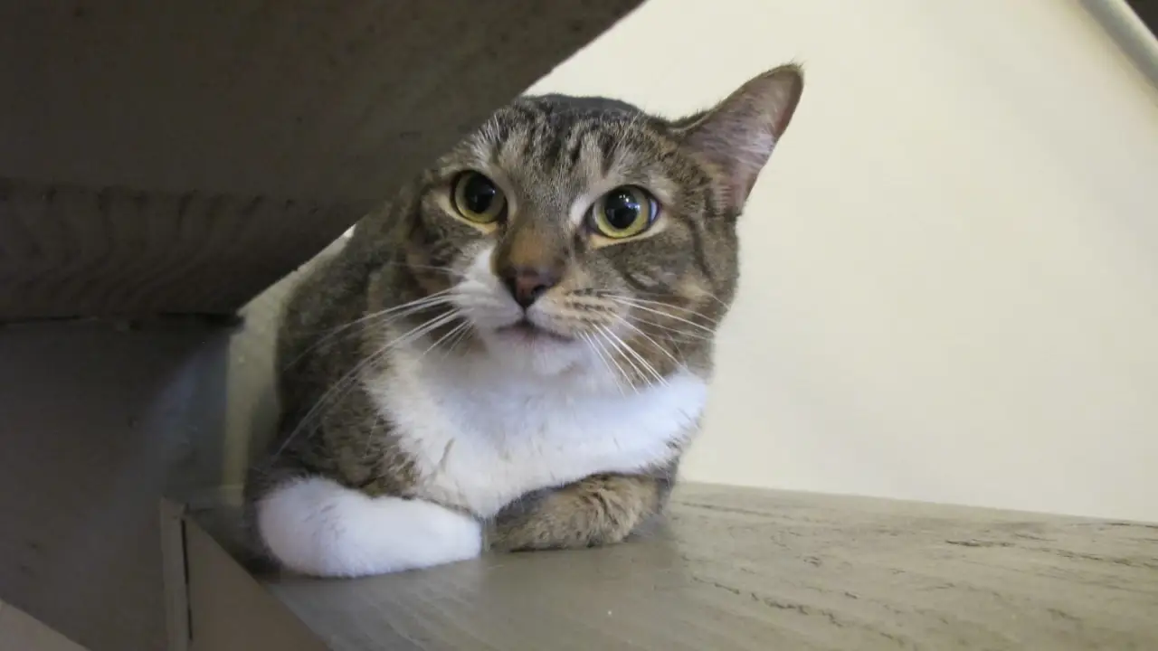 Animal Planet - My Cat From Hell