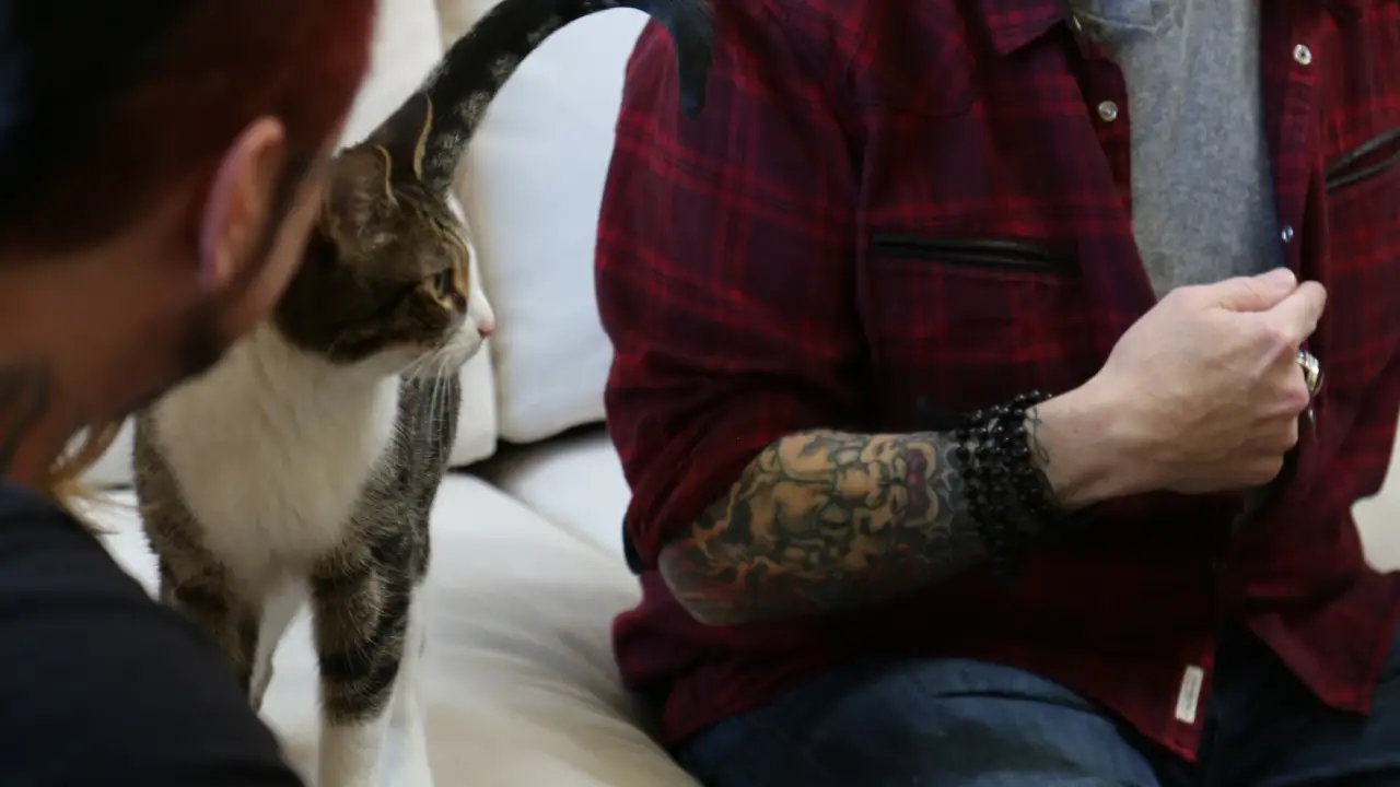 Animal Planet - My Cat From Hell