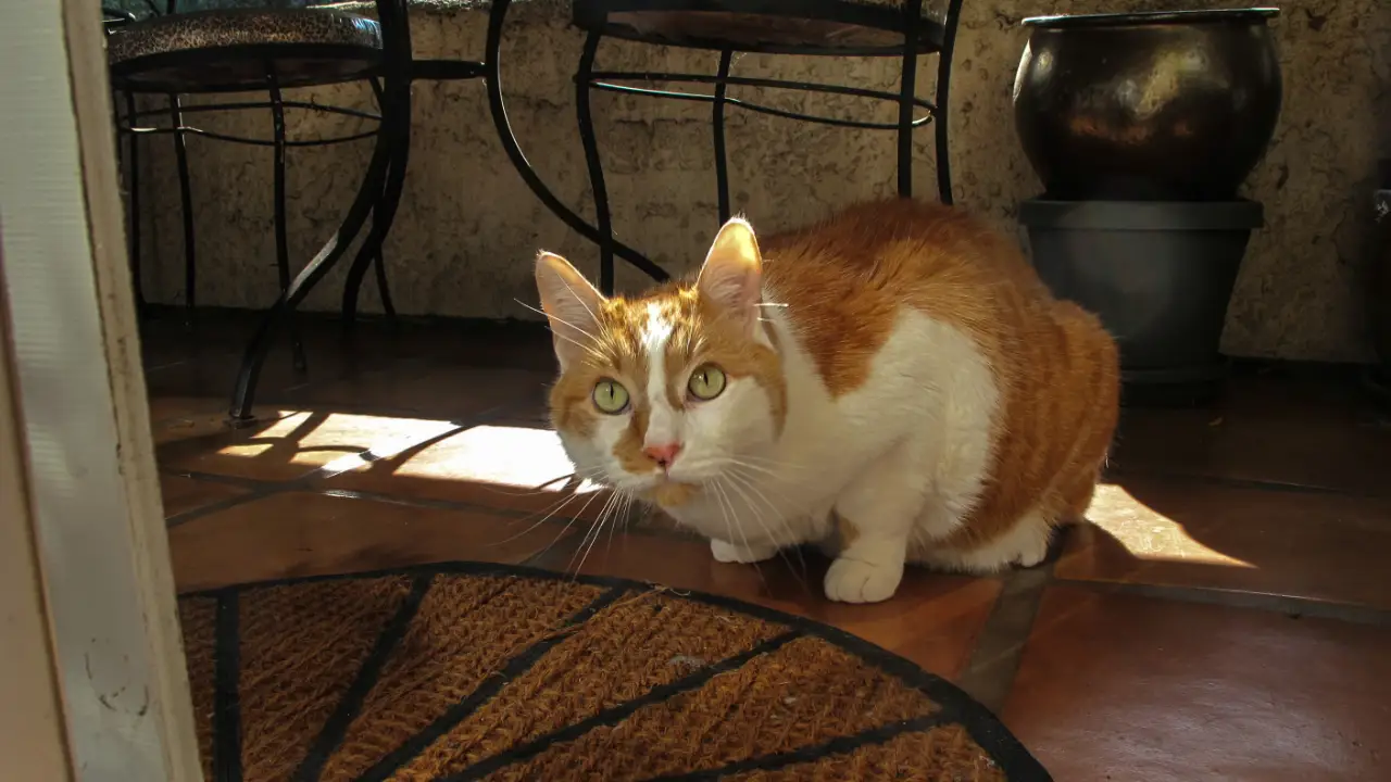 My Cat From Hell