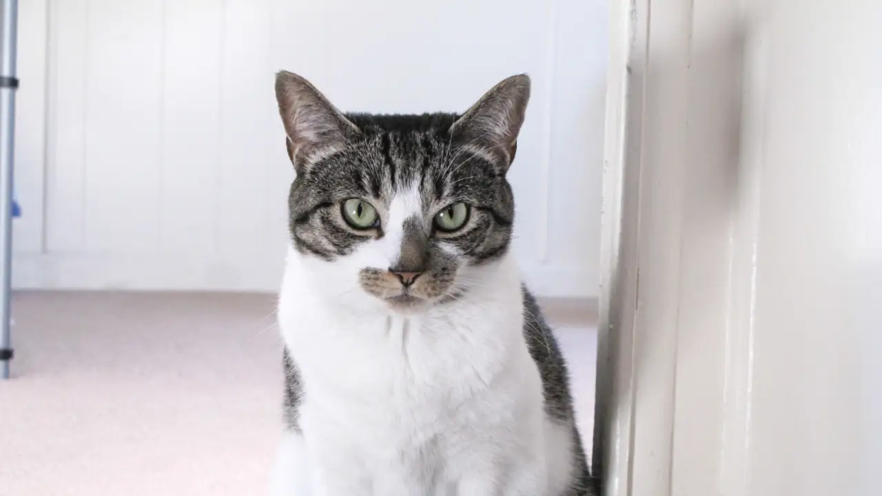 Animal Planet - My Cat From Hell