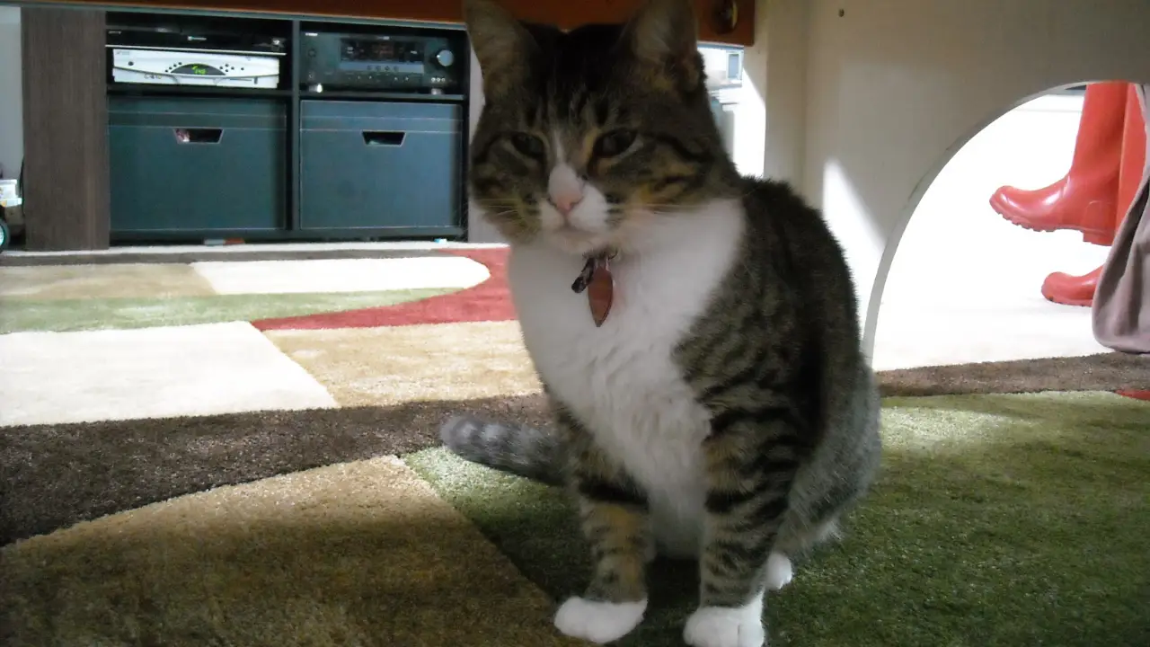 My Cat From Hell