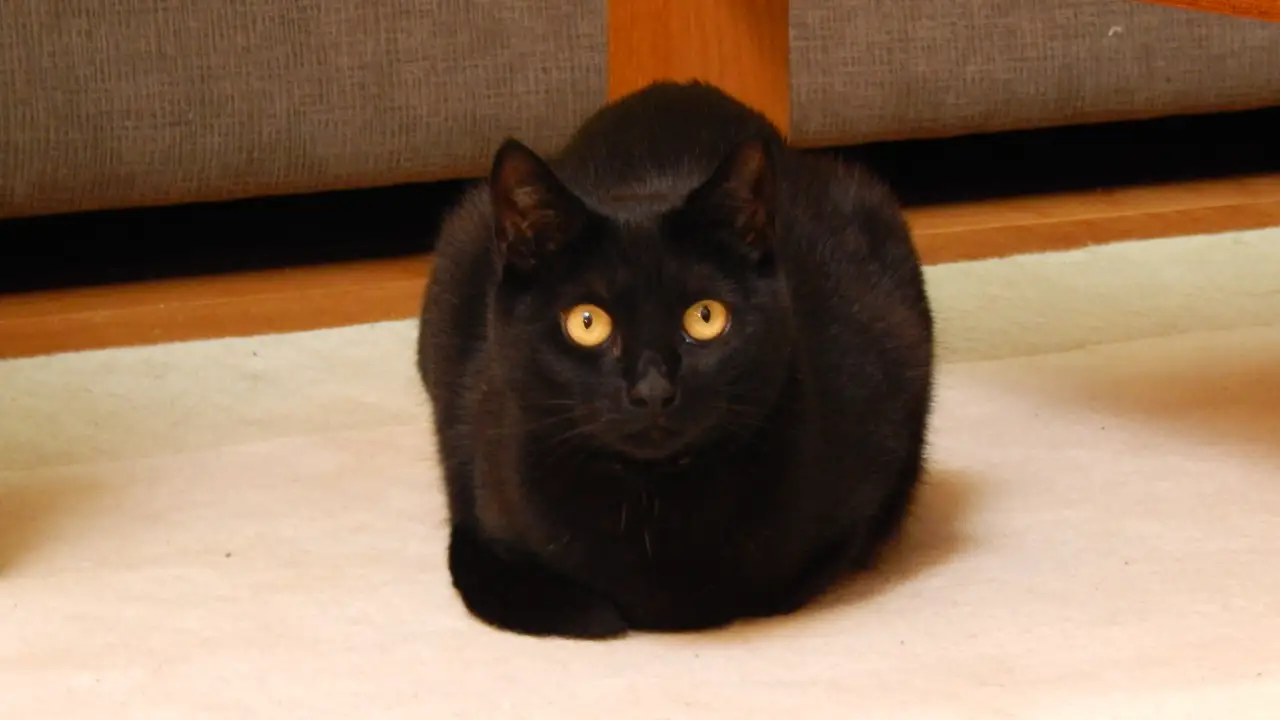 Animal Planet - My Cat From Hell