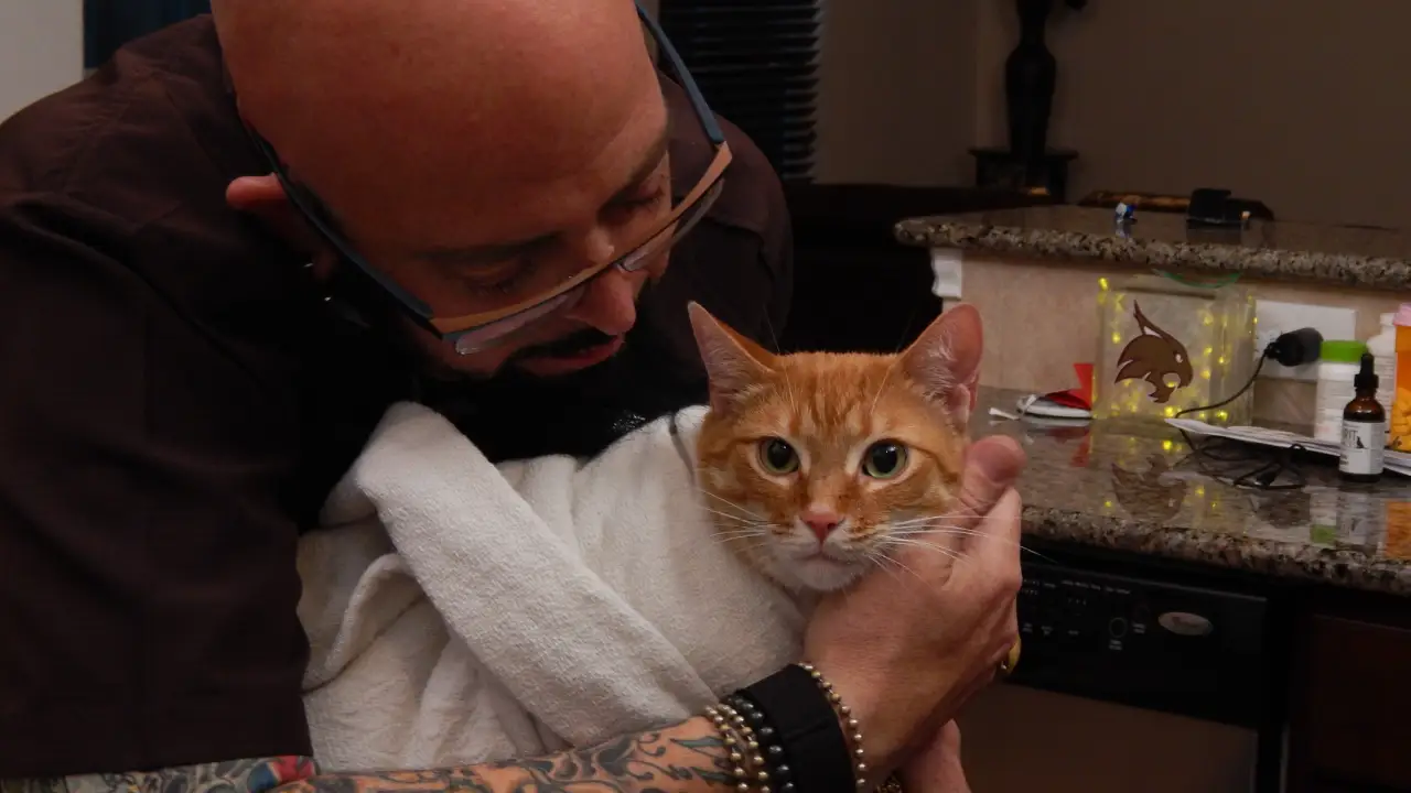 Animal Planet - My Cat From Hell