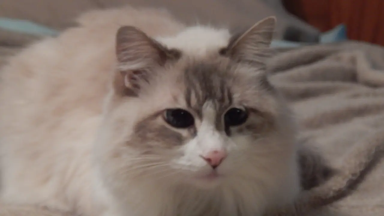My Cat From Hell