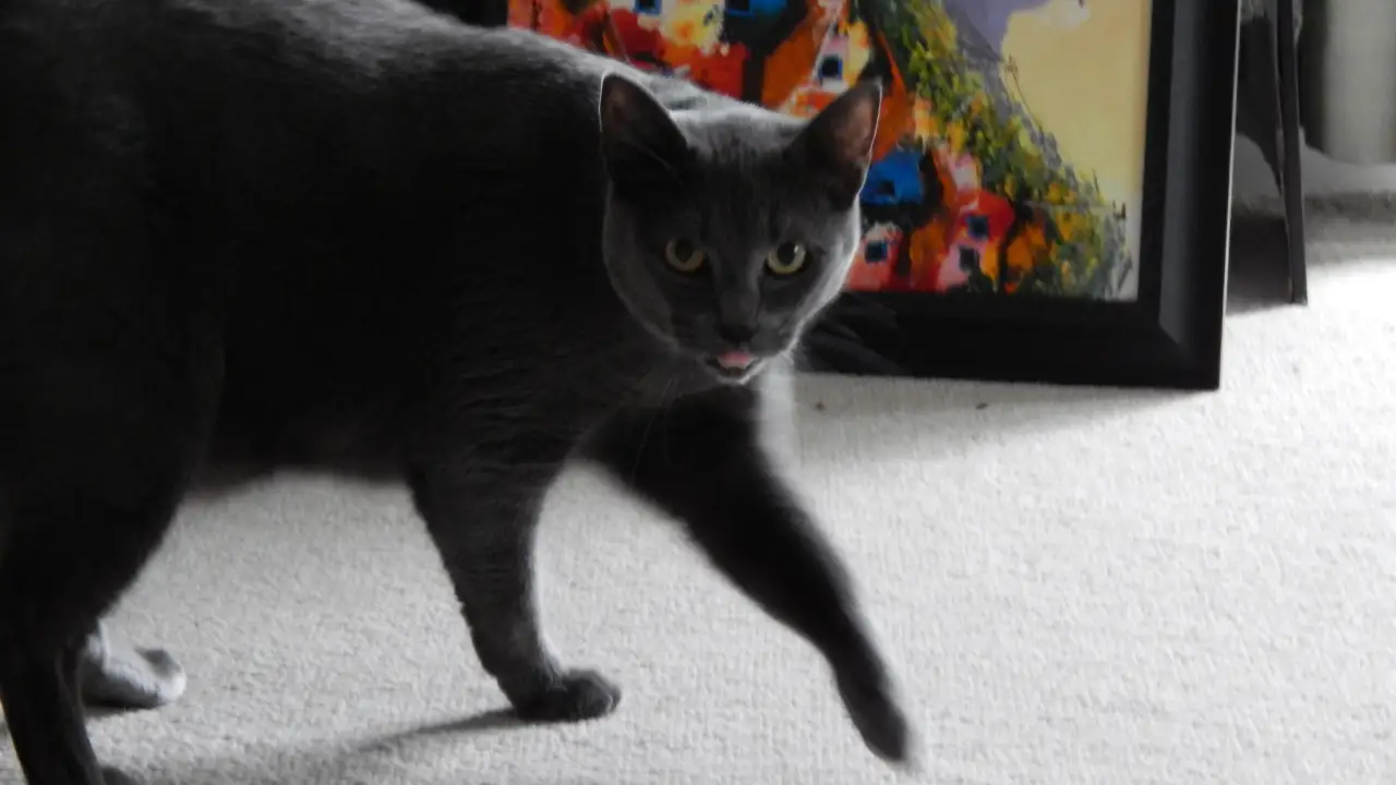 Animal Planet - My Cat From Hell