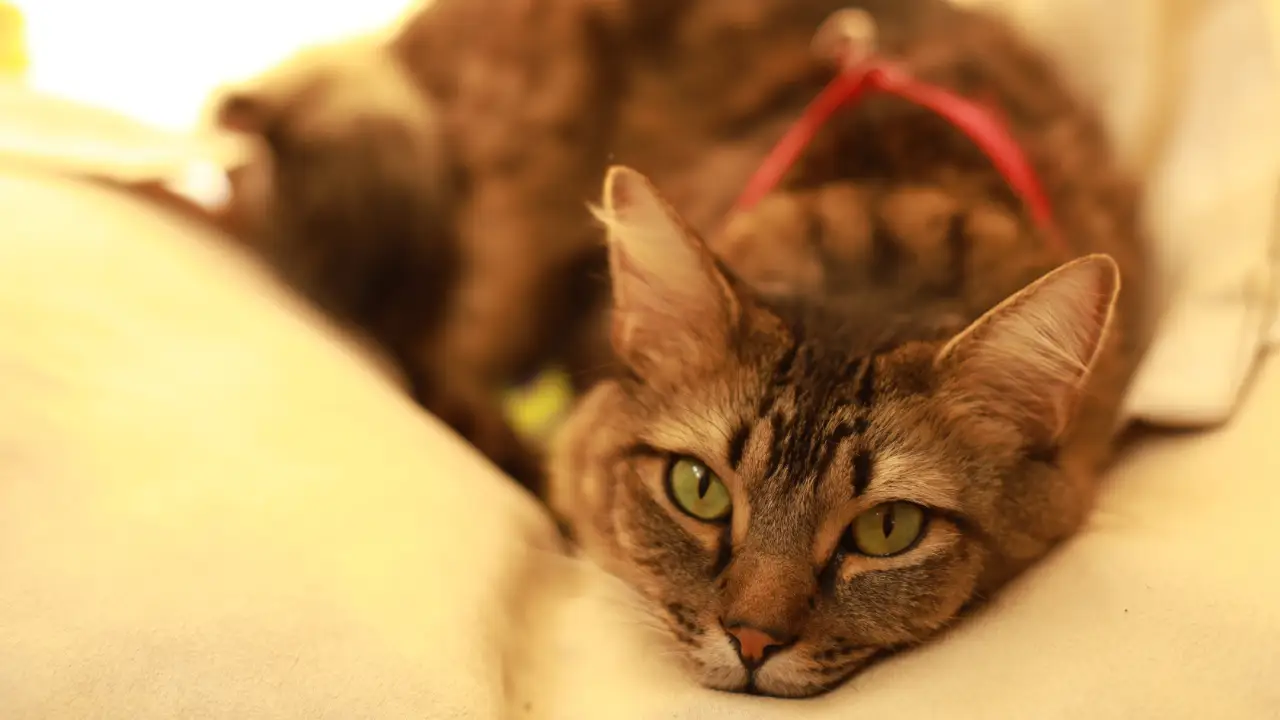 Animal Planet - My Cat From Hell
