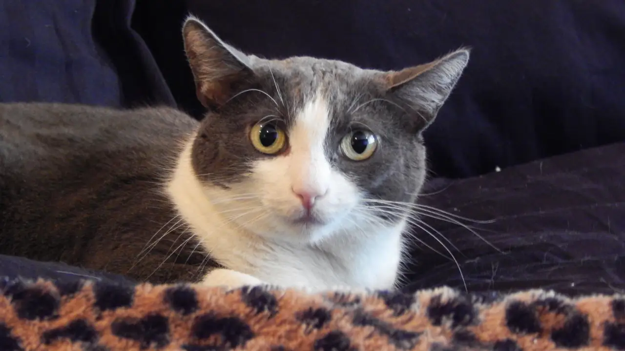 Animal Planet - My Cat From Hell