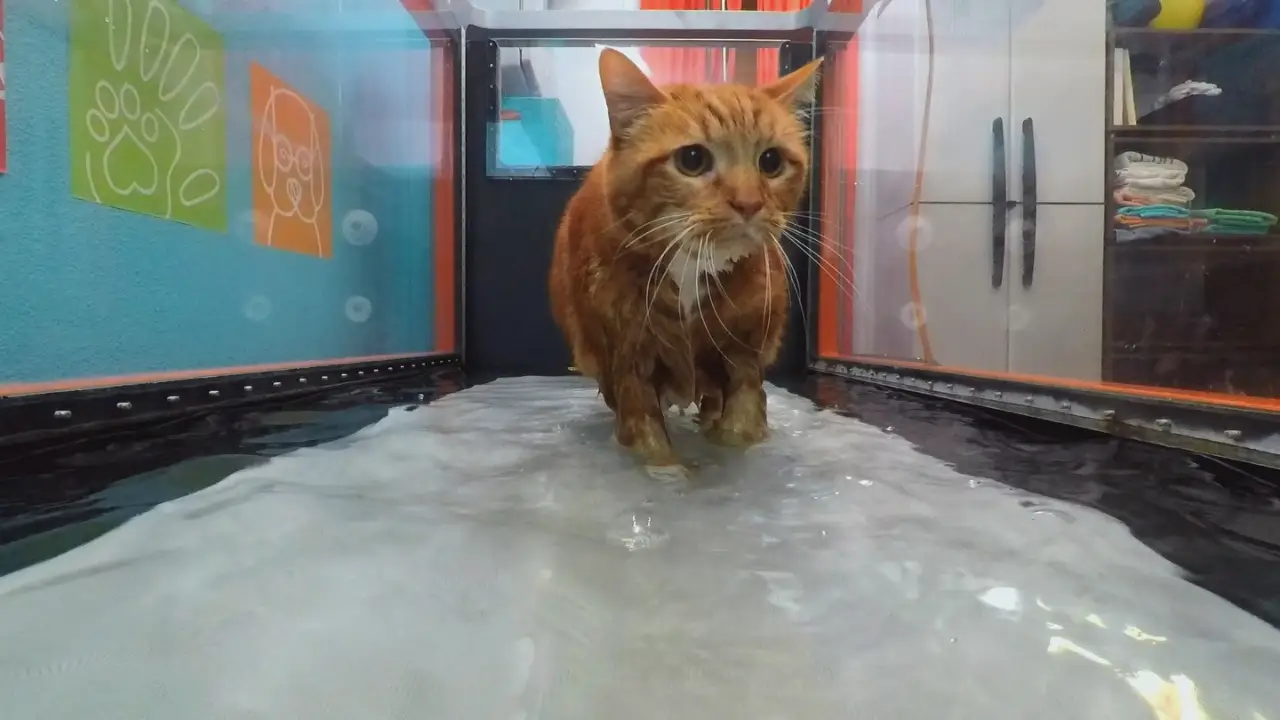 Animal Planet - My Cat From Hell