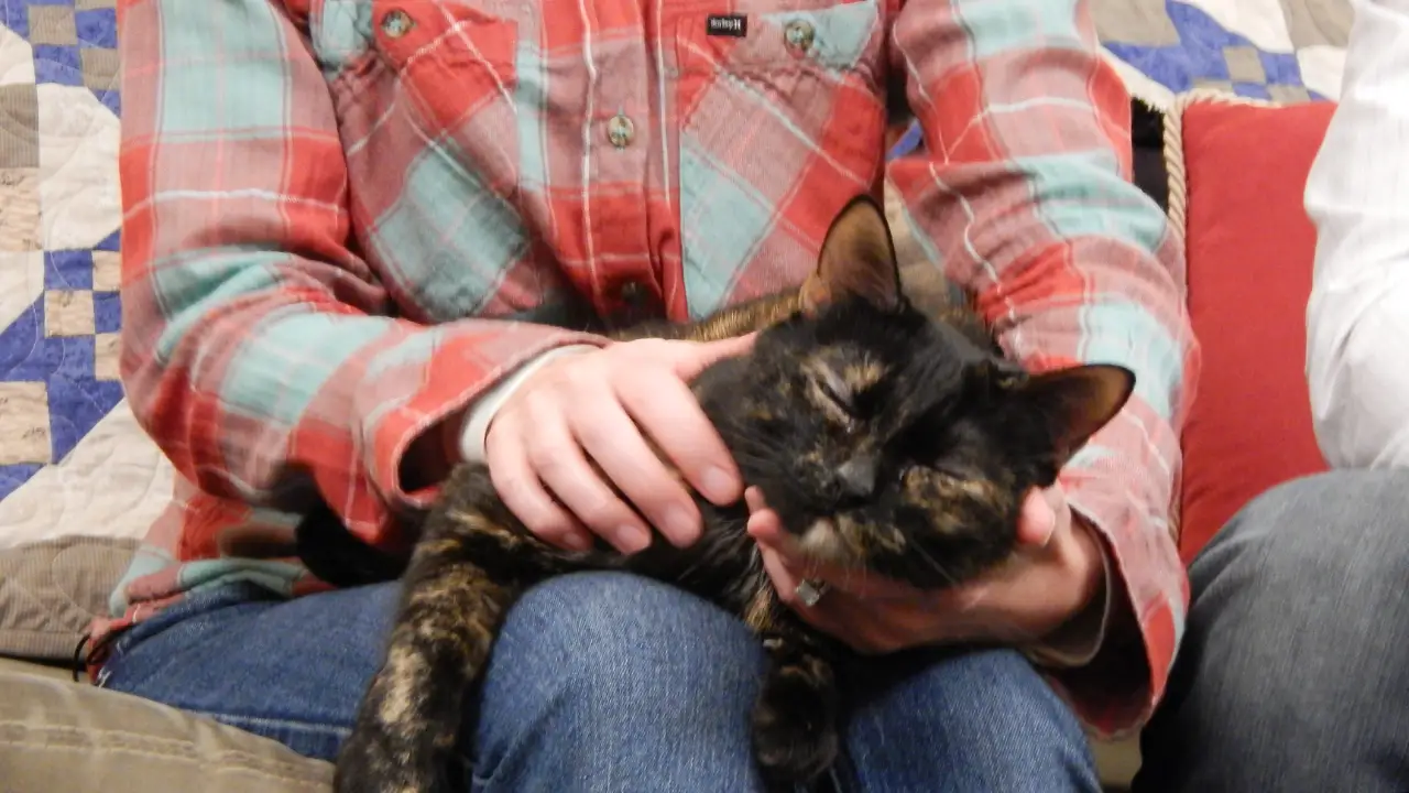 My Cat From Hell