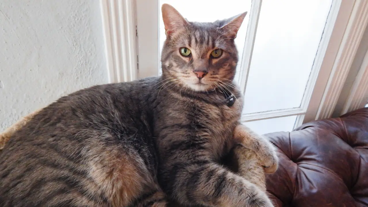 Animal Planet - My Cat From Hell