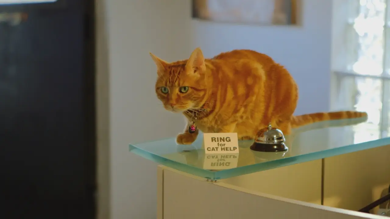 Animal Planet - My Cat From Hell