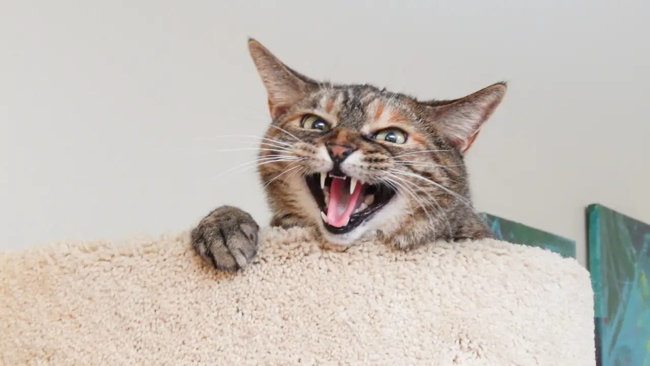 My Cat From Hell
