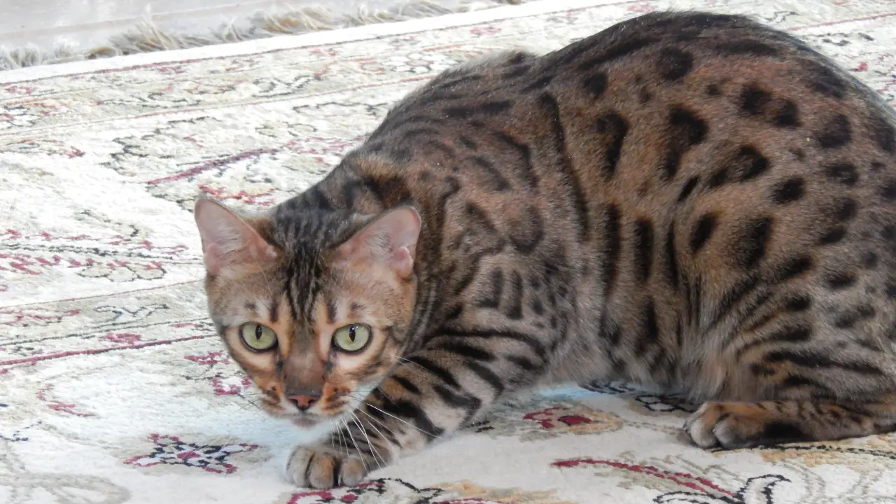 Animal Planet - My Cat From Hell