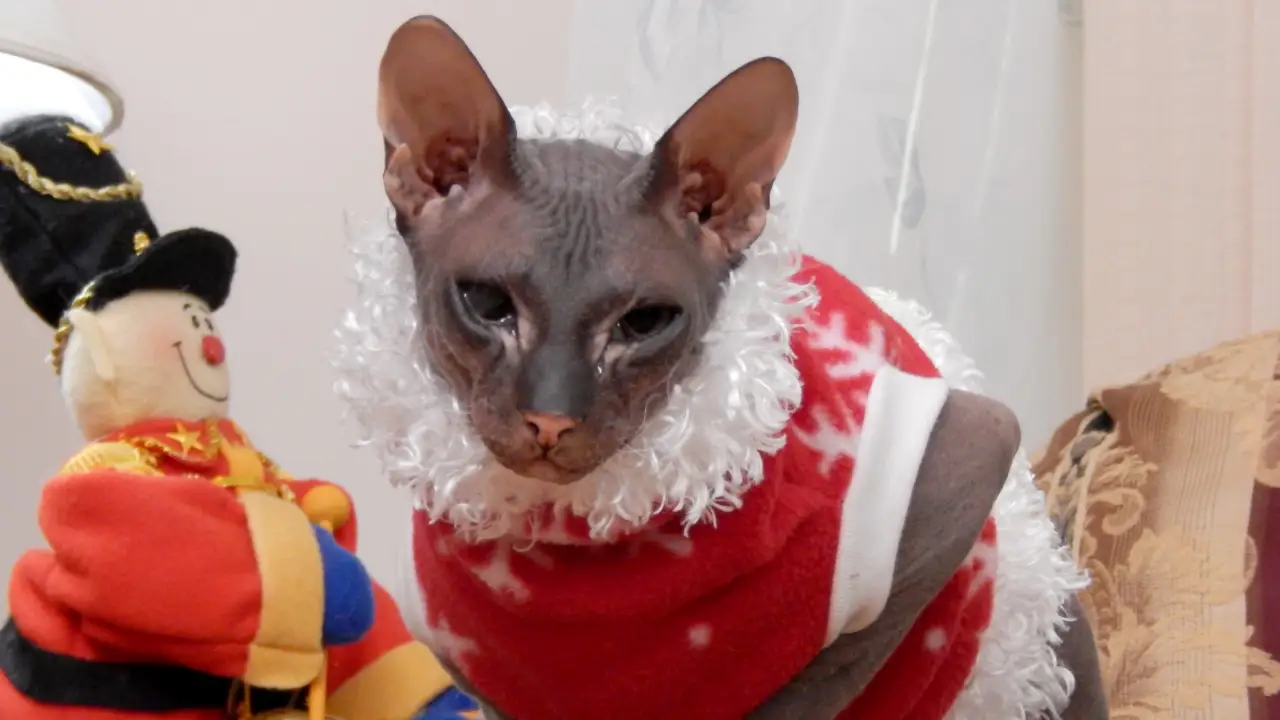 My Cat From Hell