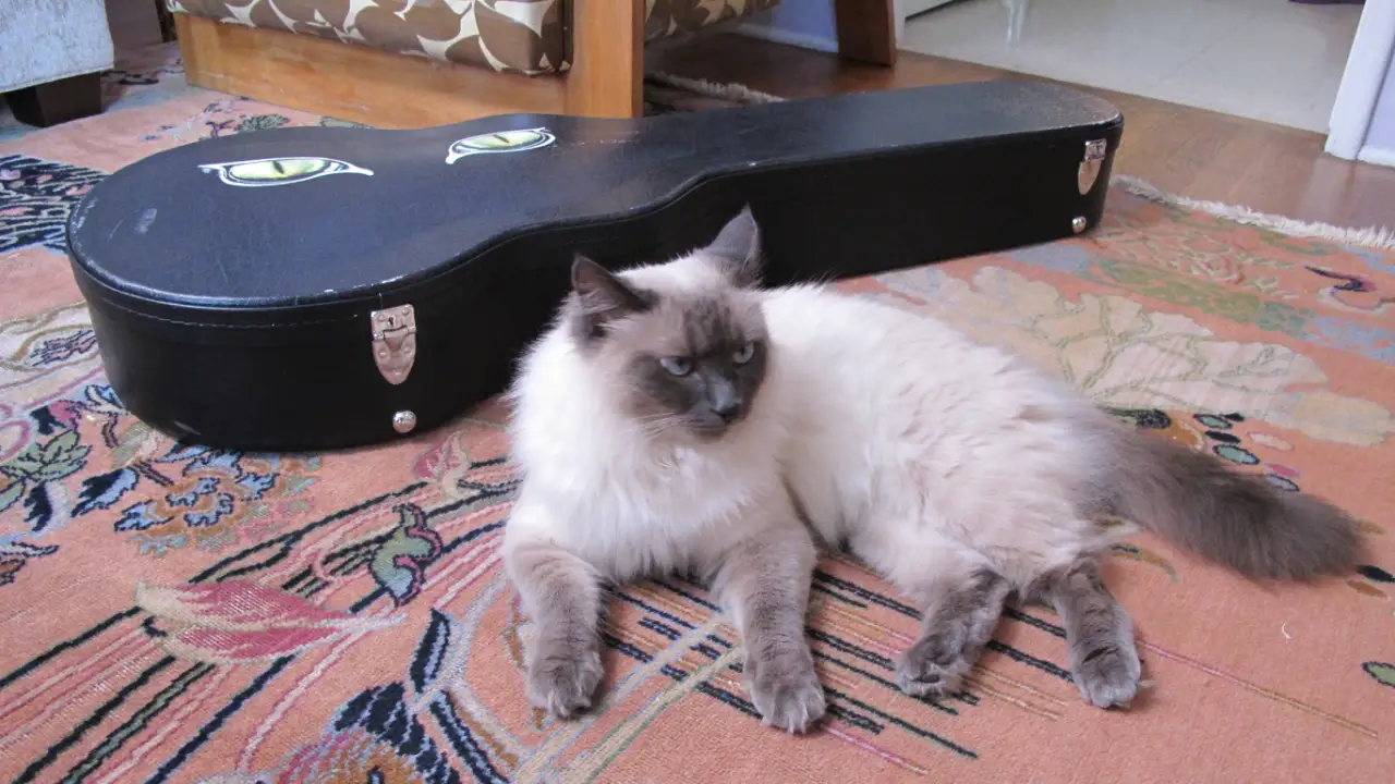 Animal Planet - My Cat From Hell