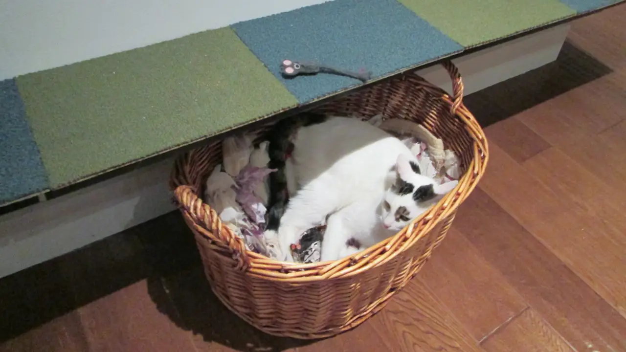 Animal Planet - My Cat From Hell