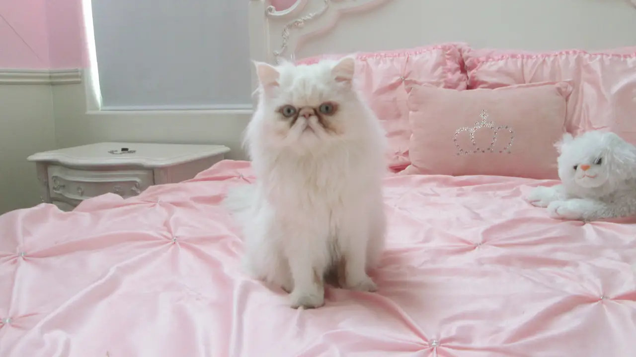 Animal Planet - My Cat From Hell