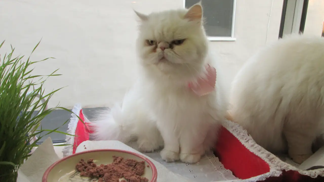 Animal Planet - My Cat From Hell