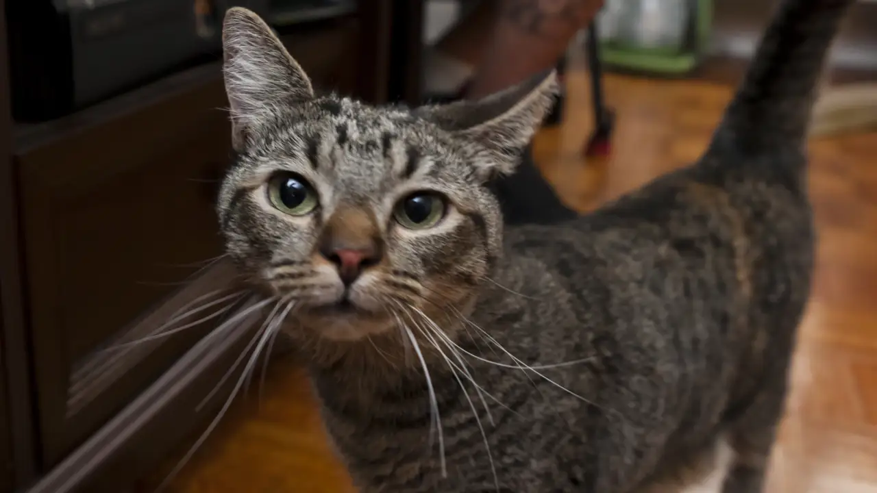 Animal Planet - My Cat From Hell