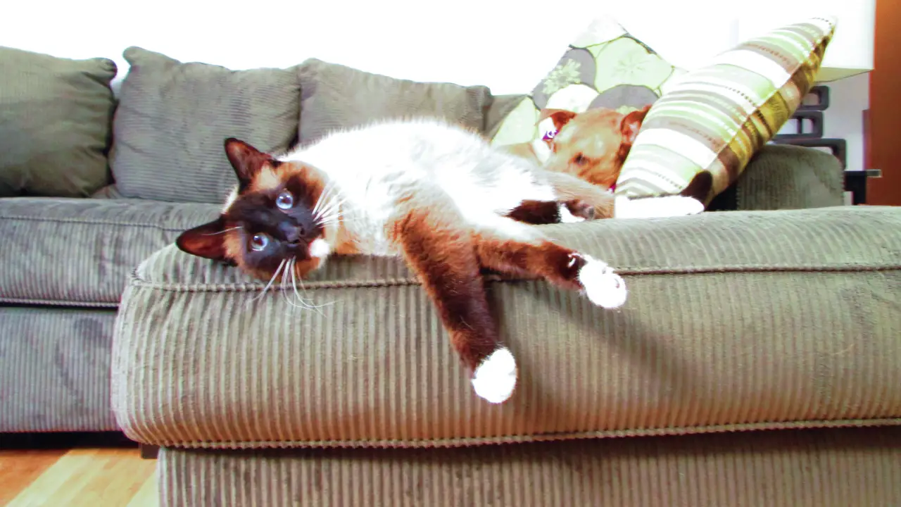 Animal Planet - My Cat From Hell