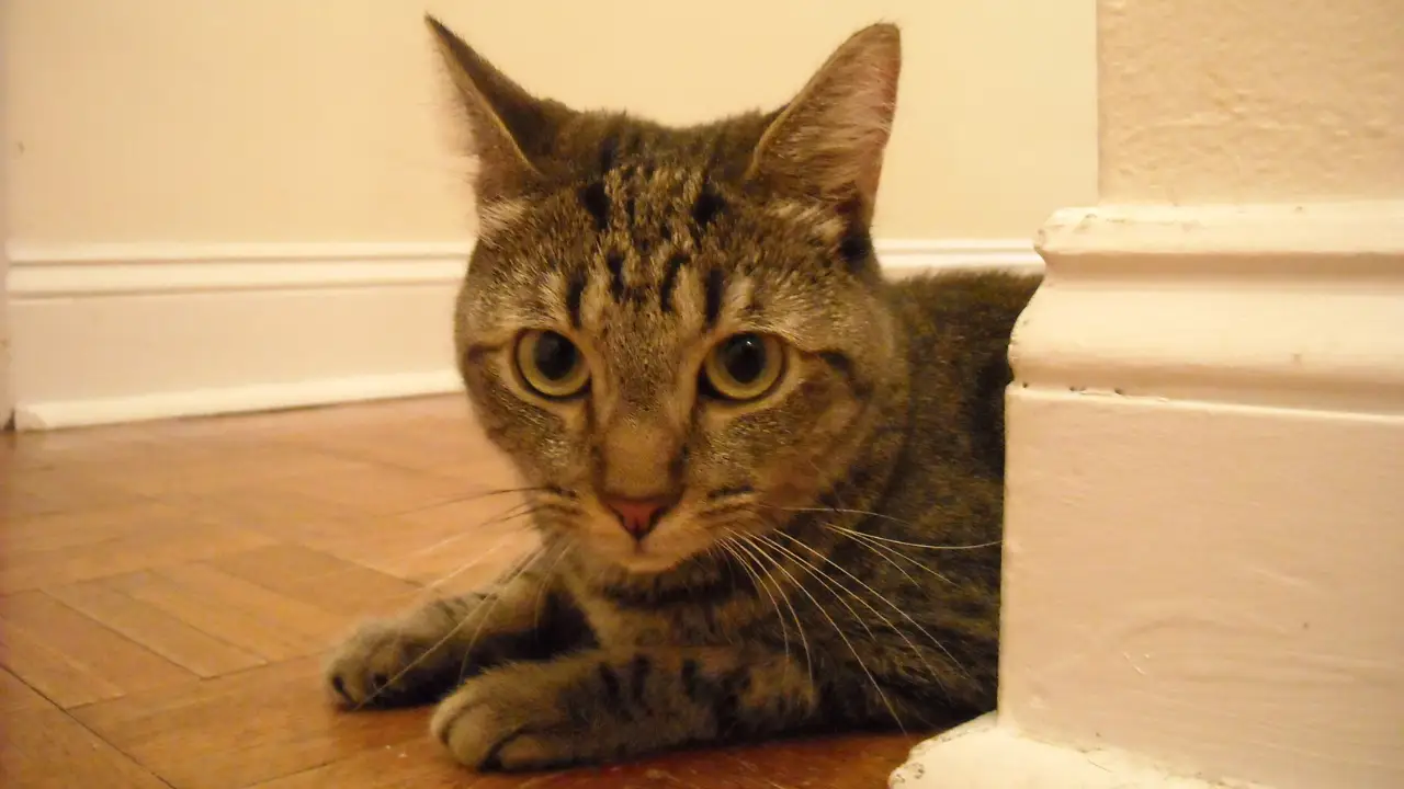 Animal Planet - My Cat From Hell