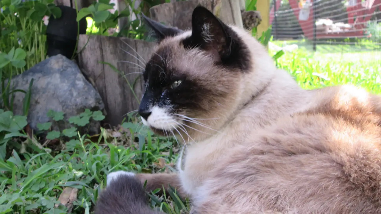 Animal Planet - My Cat From Hell