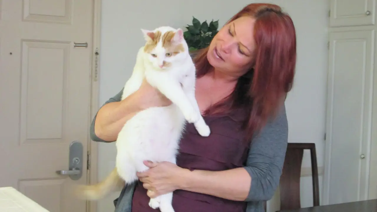 Animal Planet - My Cat From Hell