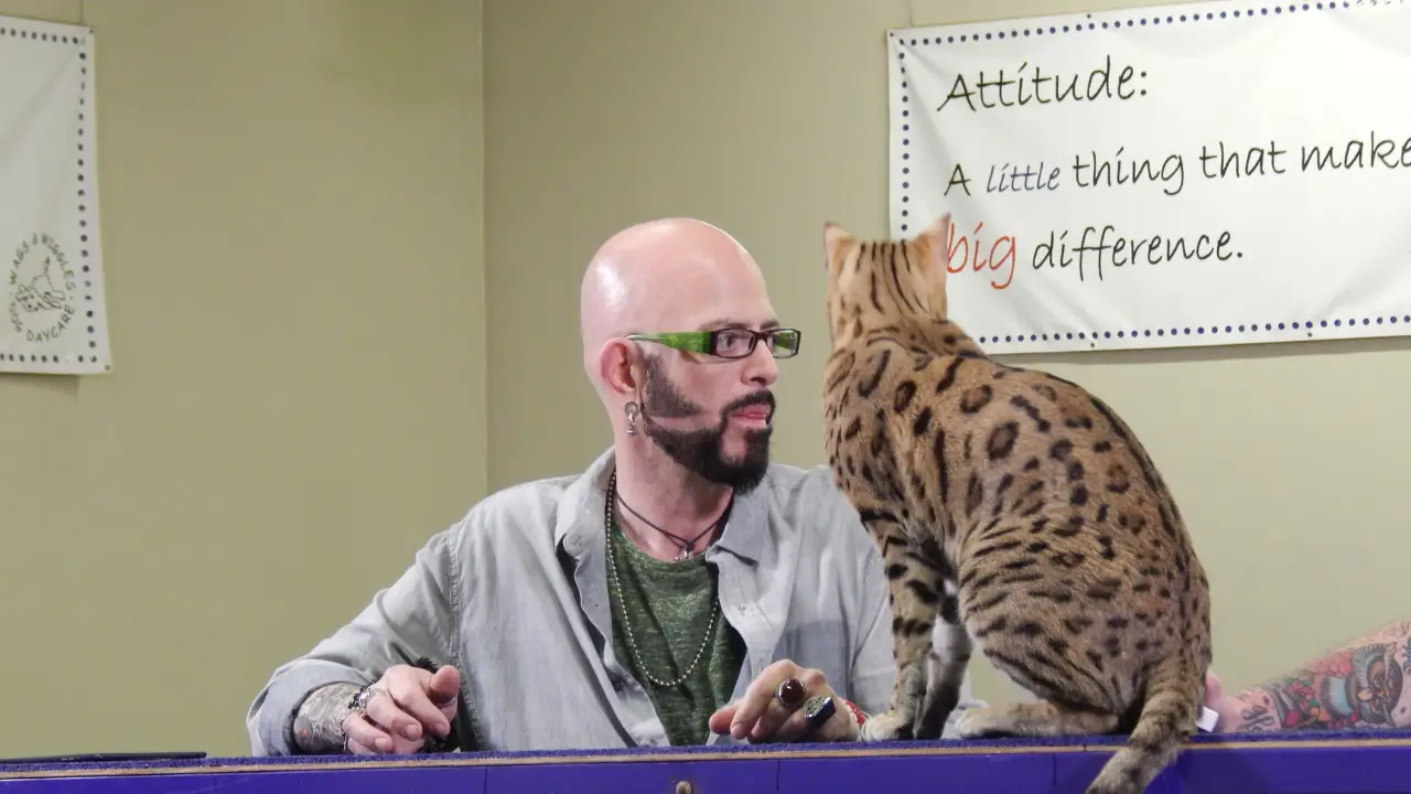 Animal Planet - My Cat From Hell
