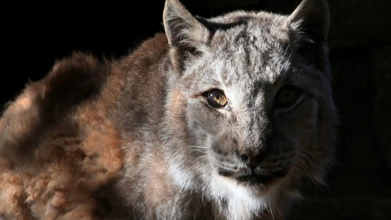 Animal Planet - Nature's Strangest Mysteries: Solved