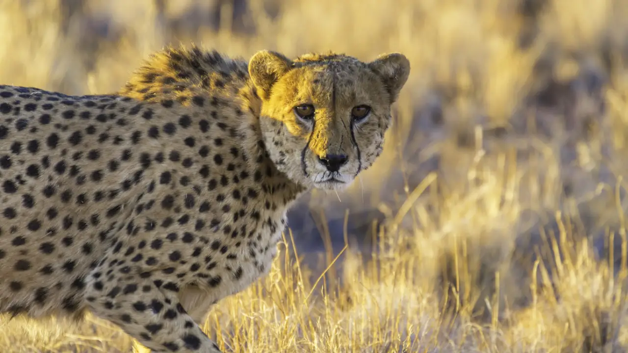 Animal Planet - Nature's Strangest Mysteries: Solved